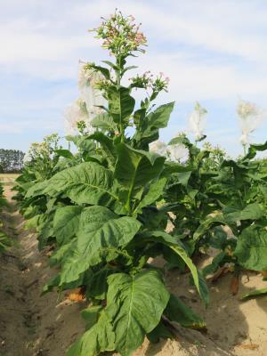 PLANT